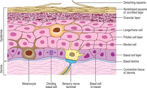 Keratinocytes Their Purpose Their Subtypes And Their Lifecycle Keratinocytes Their Purpose Their Subtypes And Their Lifecycle