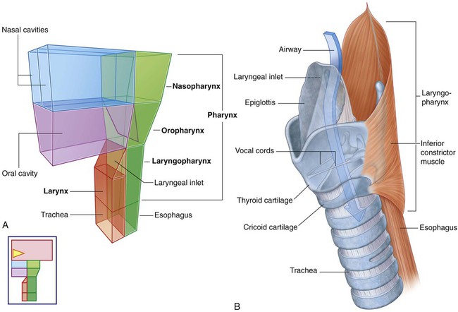 larynx and pharynx - related image & keywords suggestions