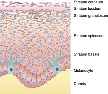 What is the function of the skin layer called the stratum spinosum?