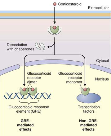 Corticosteroid mode of action in asthma