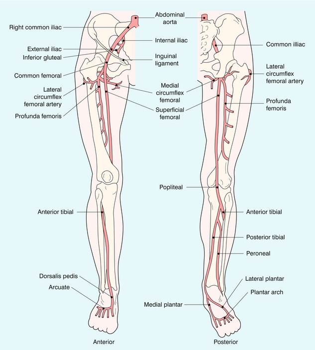 The Peripheral Arteries Clinical Gate