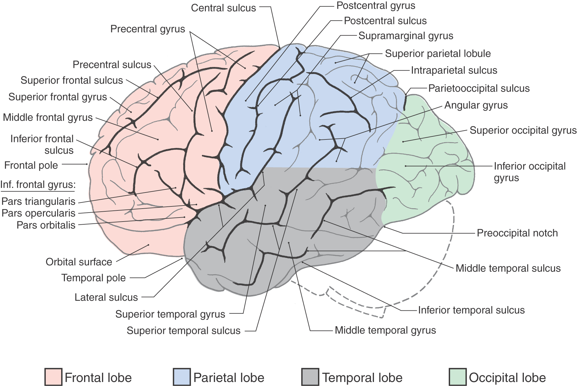 What is the function of gyri and sulci?