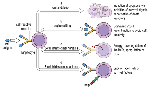 Immunological Tolerance | Clinical Gate