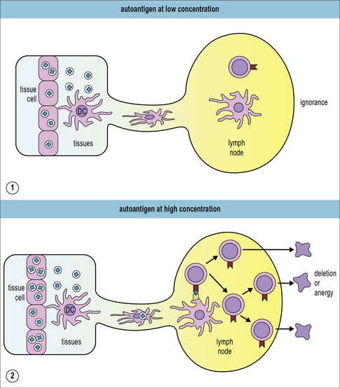 Immunological Tolerance Clinical Gate