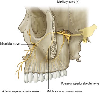 Basic dental and oral local anaesthesia | Clinical Gate