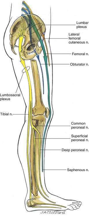 Lower Extremity Block Anatomy | Clinical Gate