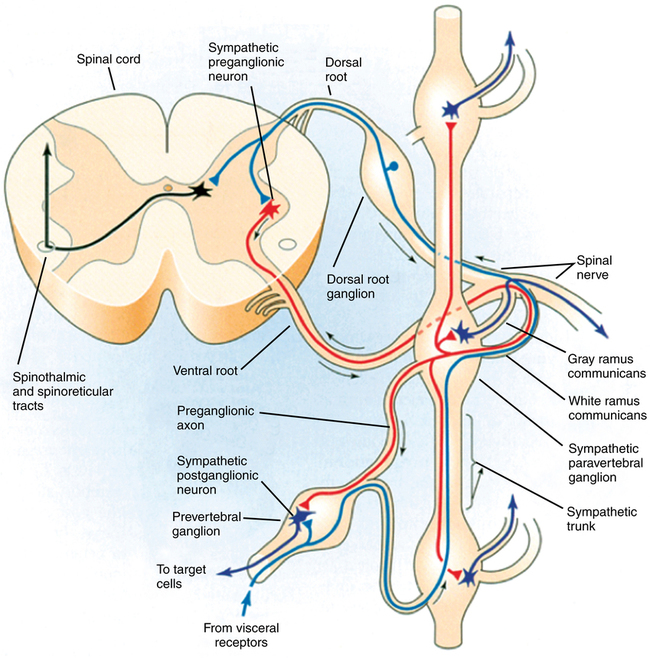 the-sympathetic-nervous-system-anatomy-and-receptor-pharmacology