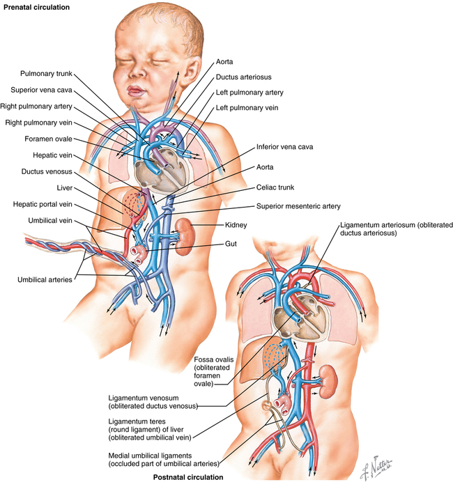 neonatal circulation