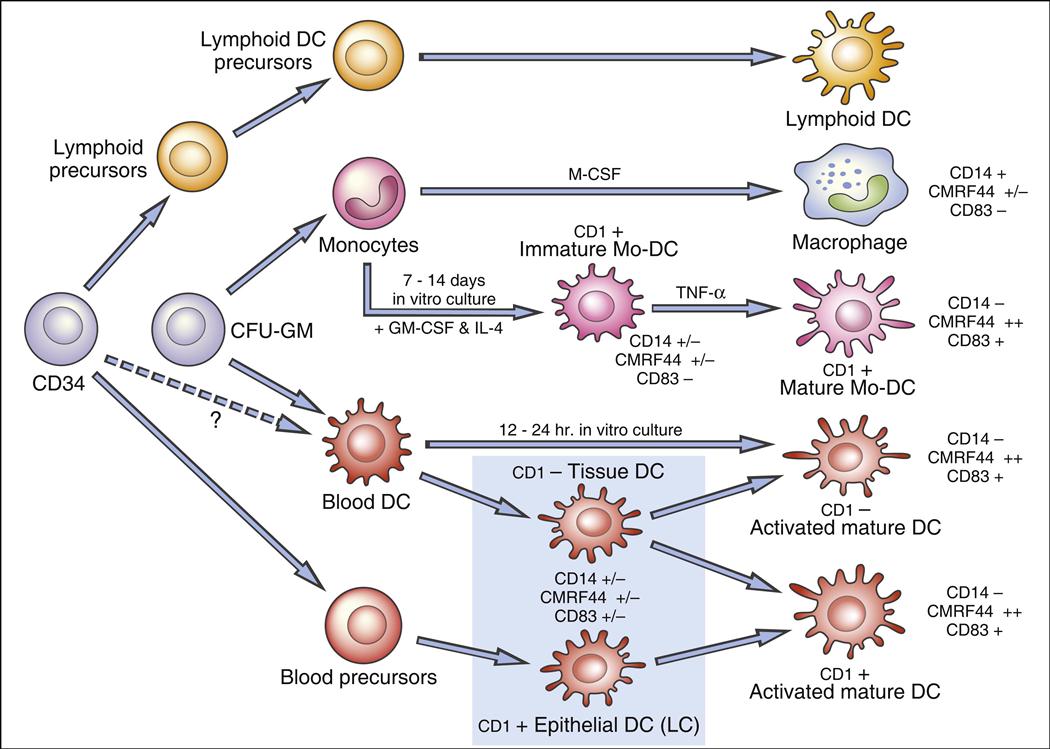 Antigen Presenting Cell Types