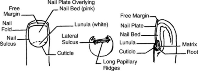 Diseases of the generative nail apparatus. Part II: Nail bed