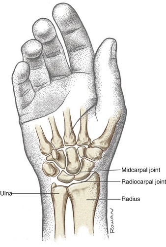 midcarpal joint