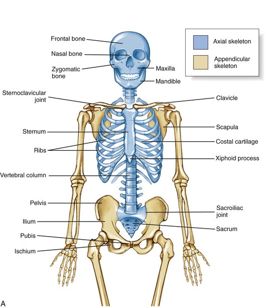 Axial Skeleton Osteology And Arthrology Clinical Gate