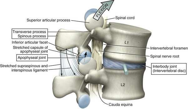 Vertebraes and Spinal Cord