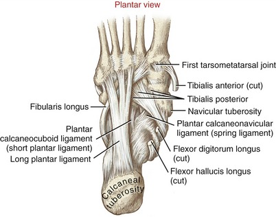 Ligaments of the Foot and Ankle Overview - FootEducation