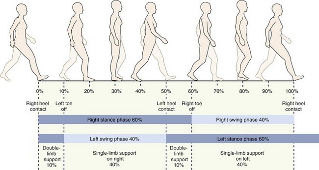 Kinesiology Of Walking Clinical Gate