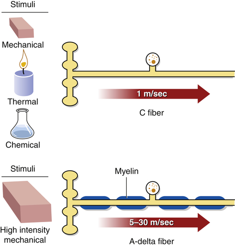 Pain | Clinical Gate