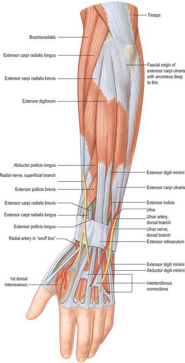 Forearm Extensor Muscles Origin Forearm Extensor Muscles Origin