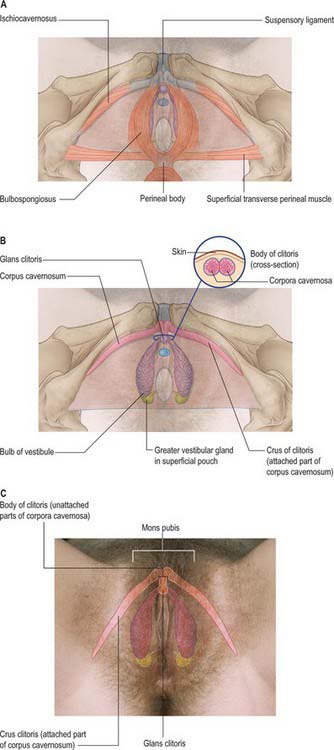 greater vestibular glands