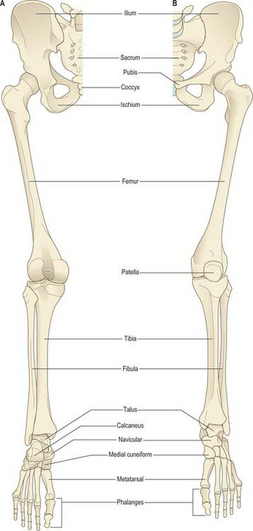 bones of the pelvic girdle and lower limb