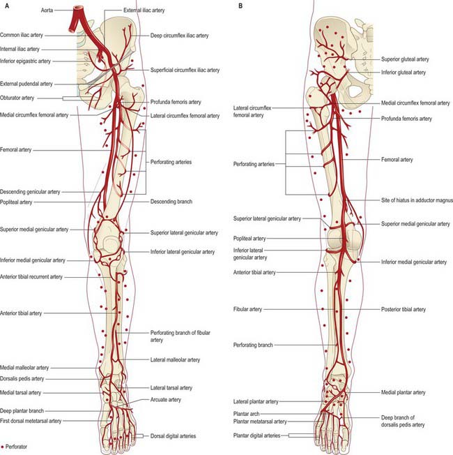 pelvic girdle and lower limb
