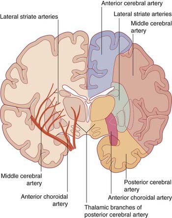 Blood supply of the brain | Clinical Gate
