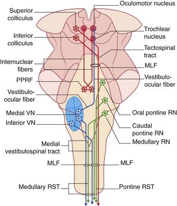 medial longitudinal fasciculus pathway