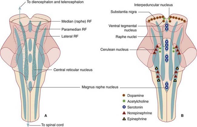 What Is The Reticular Formation Quizlet