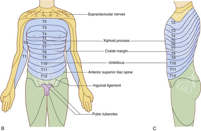 Dermatomes Of The Thorax Dermatomes And Myotomes ZMFTEY