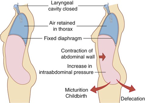 Abdomen  Clinical Gate