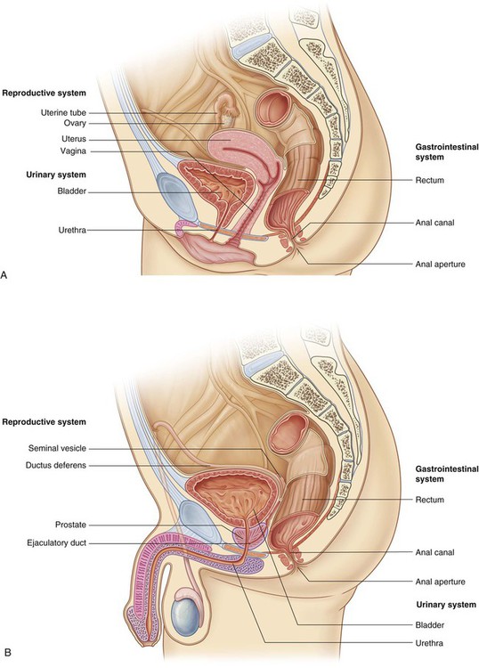 Perineum: Location, Anatomy, Function & Conditions