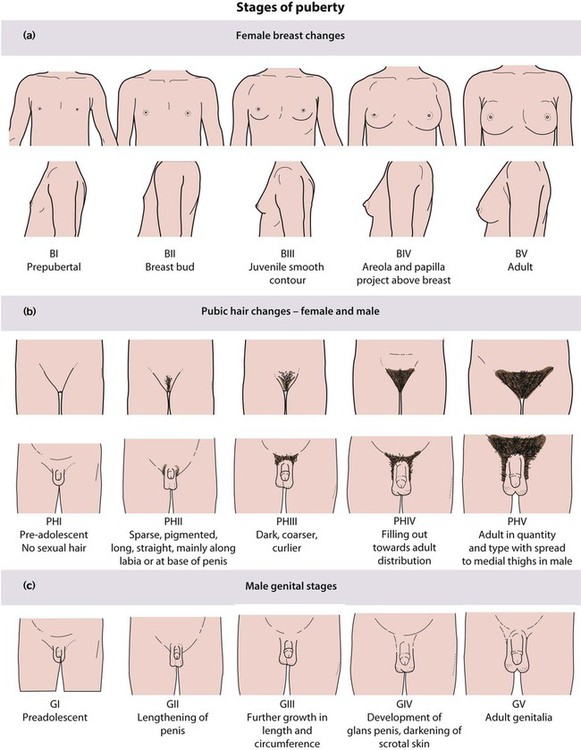 Stages Of Female Puberty Chart