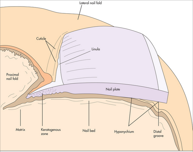 PDF] OBLITERATION OF THE NAIL BED OF THE GREAT TOE WITHOUT SHORTENING THE  TERMINAL PHALANX | Semantic Scholar