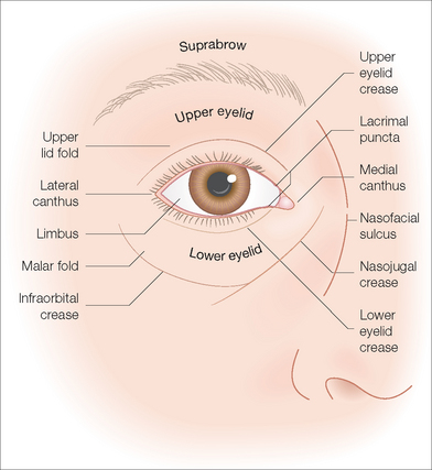 Periorbital Anatomy Periorbital Anatomy