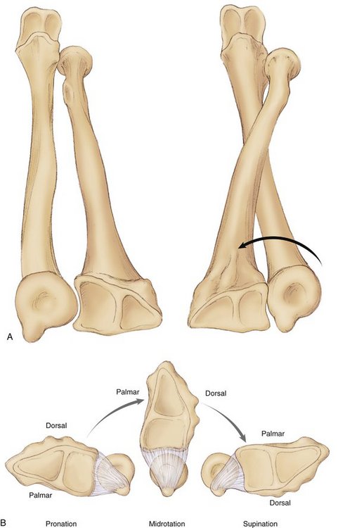 Supination and Pronation of Forearm and Hand Demonstration Anatomy