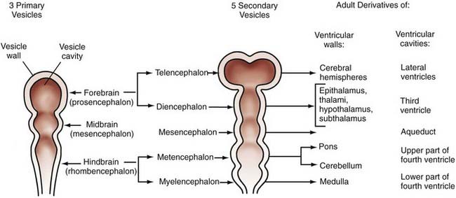 Neuroembryology Clinical Gate