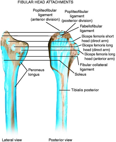 Lateral, Posterior, and Cruciate Knee Anatomy
