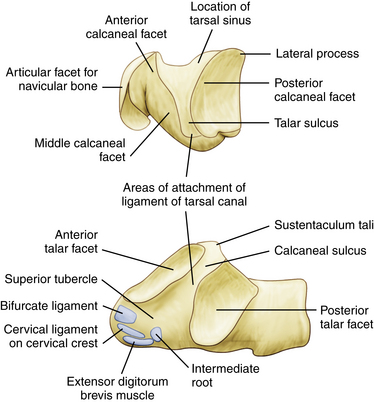 Gross Anatomy Of The Subtalar Joint Musculoskeletal K - vrogue.co