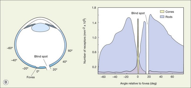 Isodensity map of the distribution of cones in bat retina. The map