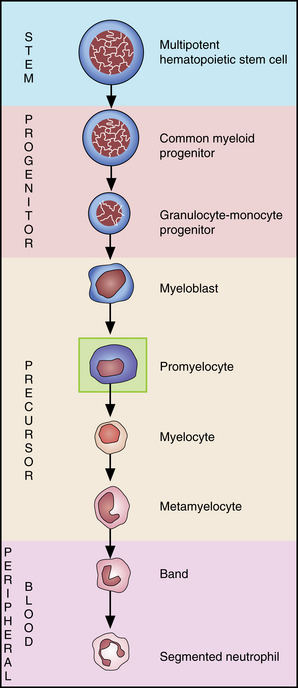metamyelocyte