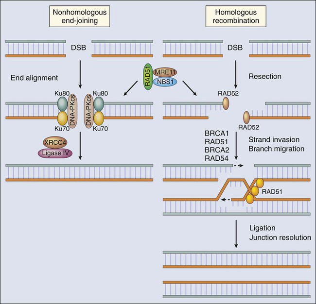 Dna Damage Response Pathways And Cancer Clinical Gate
