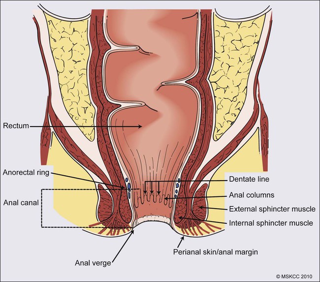 Строение прямой кишки и заднего прохода в разрезе у женщин фото