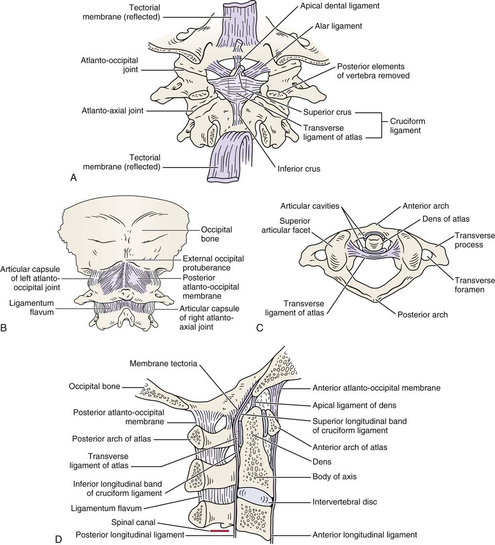 Cervical Spine | Clinical Gate