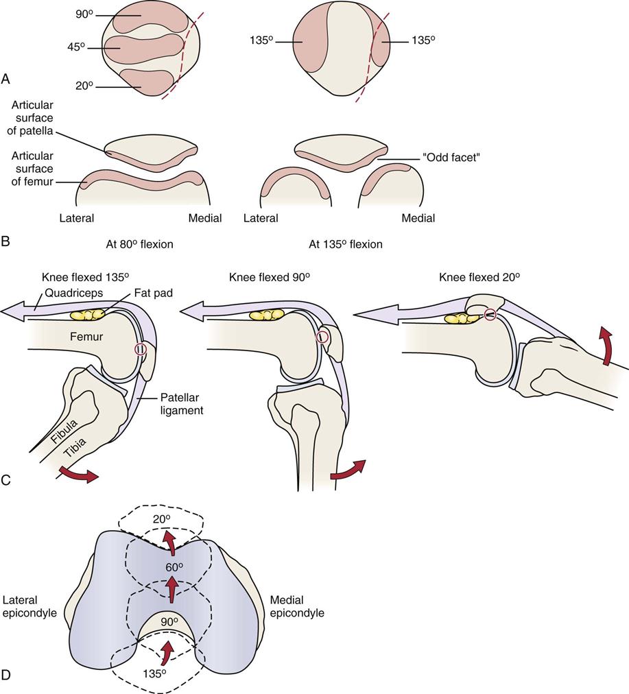 Frog Eyed Patella