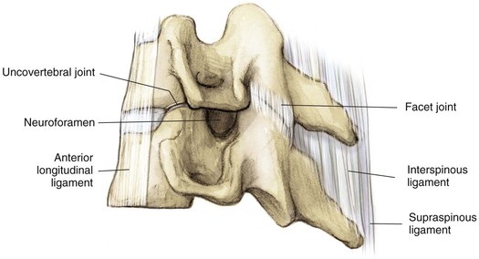 uncovertebral joint