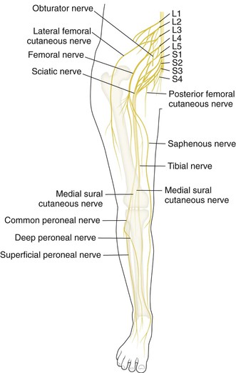 Knee and Lower Leg | Clinical Gate