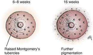 The Pregnant Patient Clinical Gate