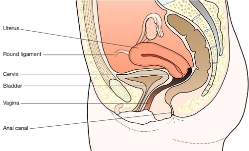 The bikini area and bikini line as a location for anterior subcutaneous  pelvic fixation: An anatomic and clinical investigation - Vaidya - 2013 -  Clinical Anatomy - Wiley Online Library