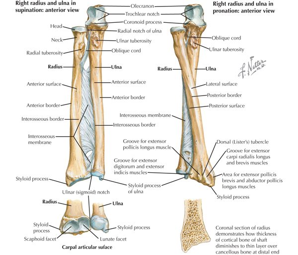 Кости предплечья анатомия. Соединение костей предплечья между собой. Os antebrachii кошки. Состав костей предплечья тазобедренного сустава. Кости предплечья соединение