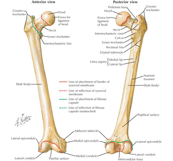 Thigh/Hip | Clinical Gate