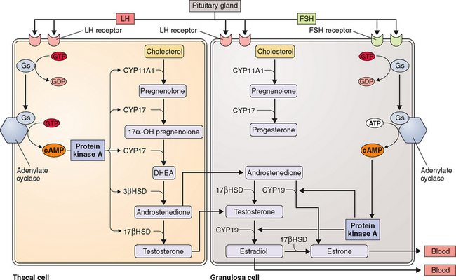 ovarian-hormones-structure-biosynthesis-function-mechanism-of